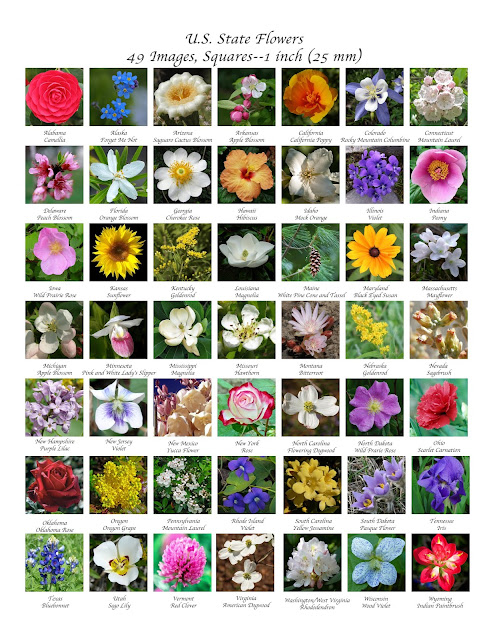 Images by the Book: Free Friday Download: United States Flowers