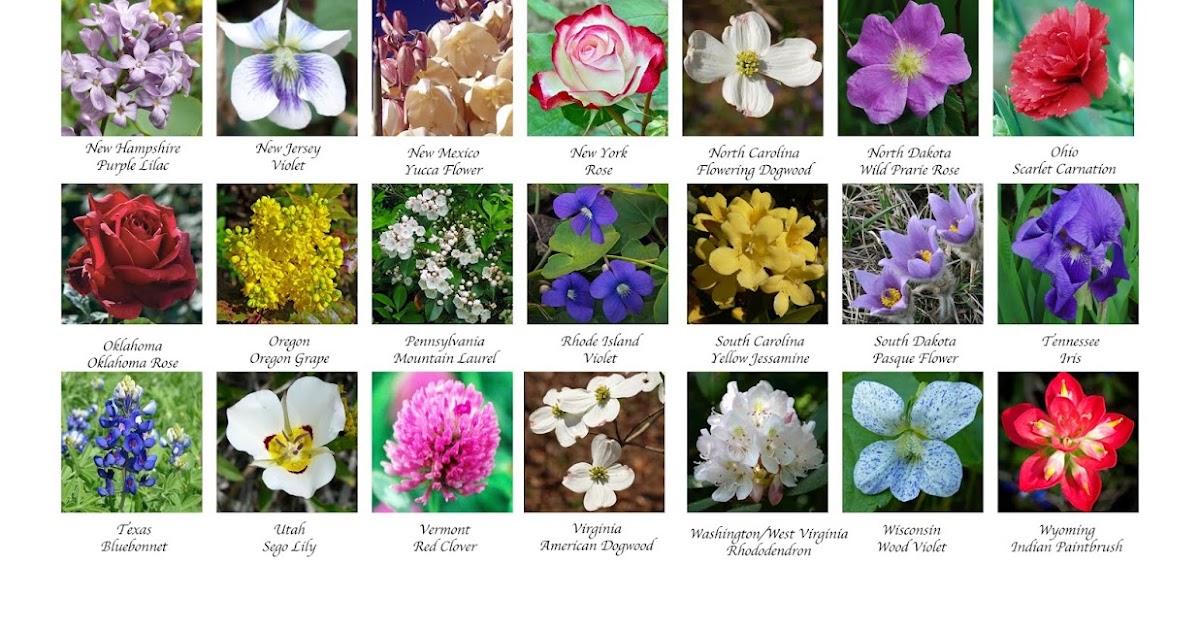 Images by the Book: Free Friday Download: United States Flowers