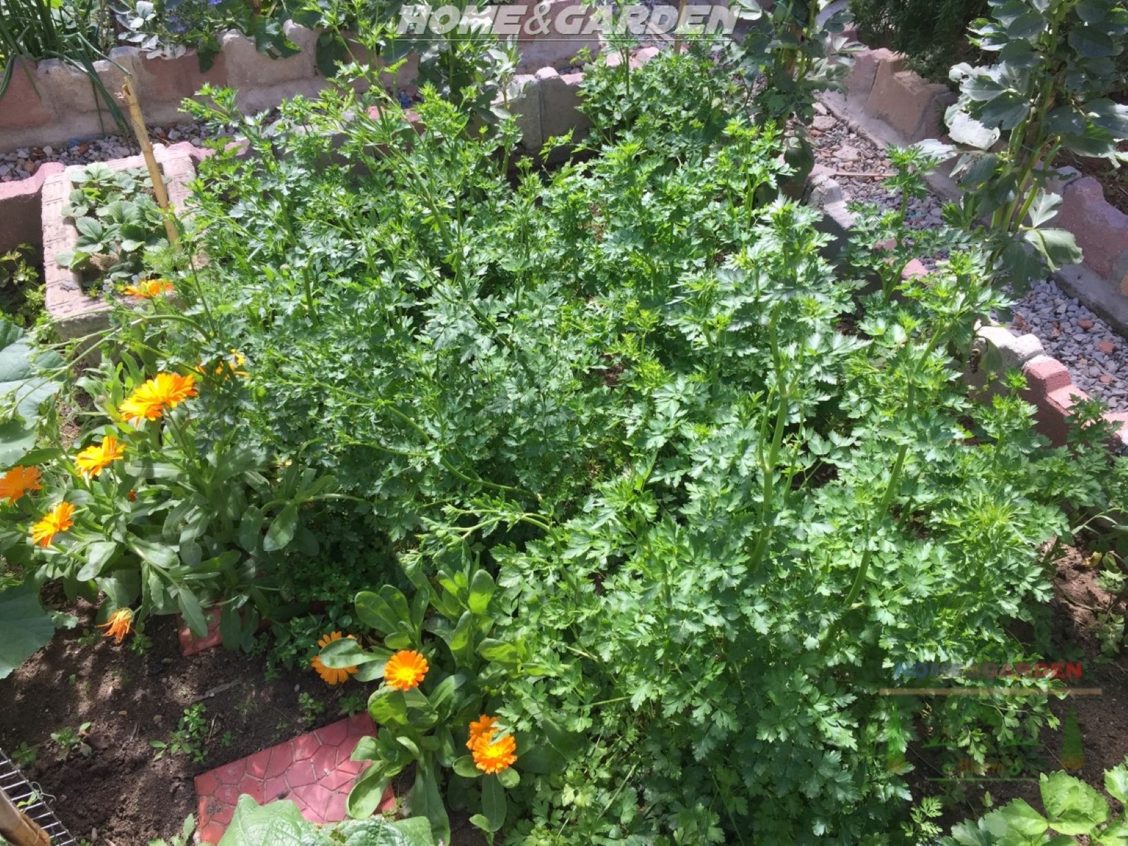 Tomatoes Companion Plants