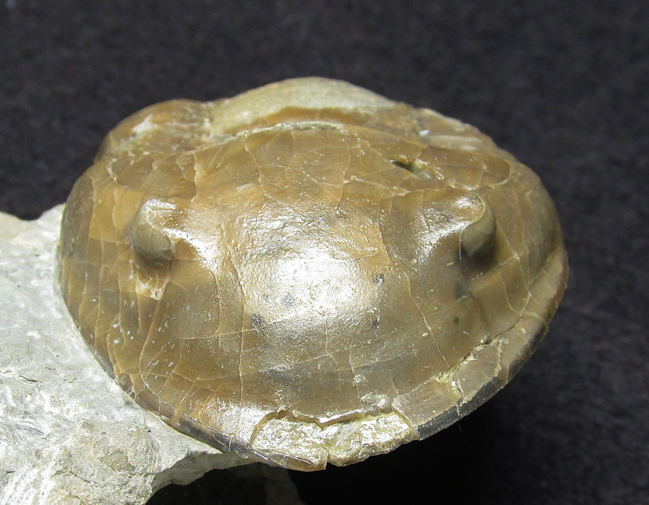 Louisville Fossils and Beyond Isotelus gigas Trilobite Fossil