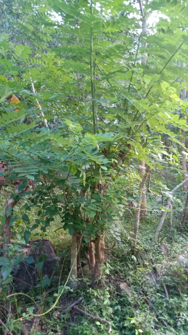 உயிா்வேலி (பயிா் காக்கும் உயிா்வேலி)