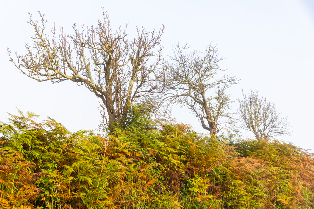 Туман в долине Туман в долине