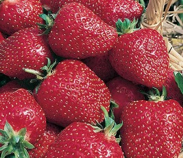 Cultivation of Strawberry Crop