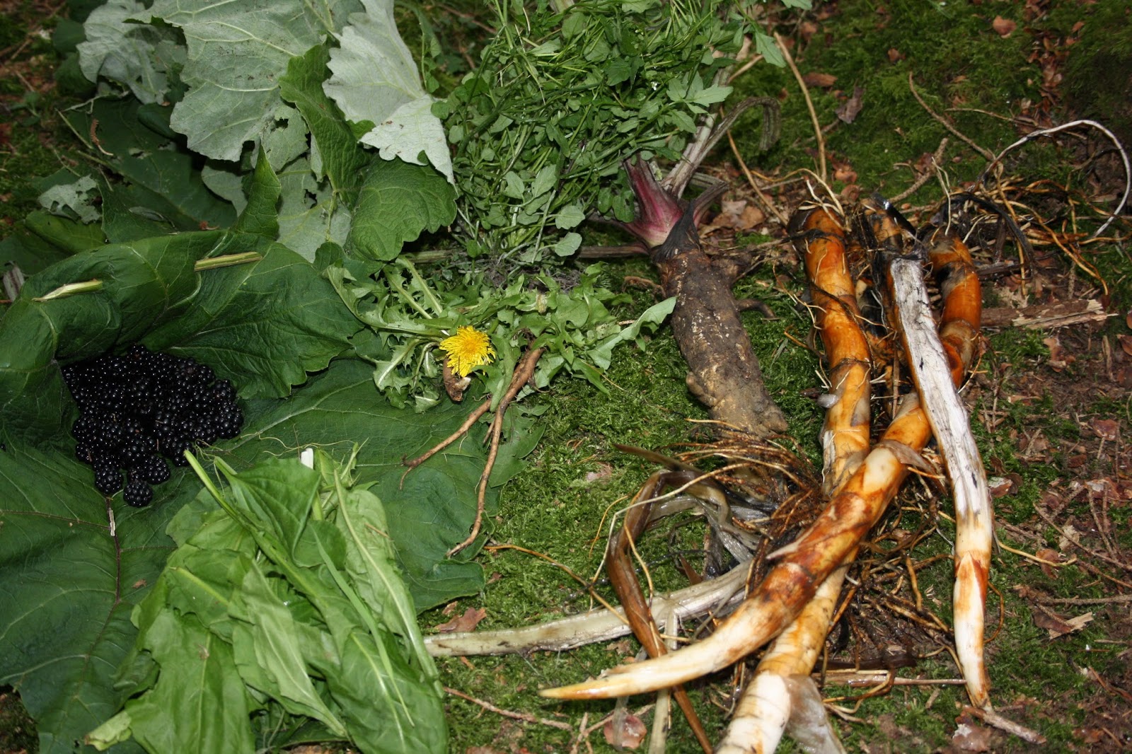 Wilderness Survival Skills - Joe O'Leary: A week in the wilds part 2 ...