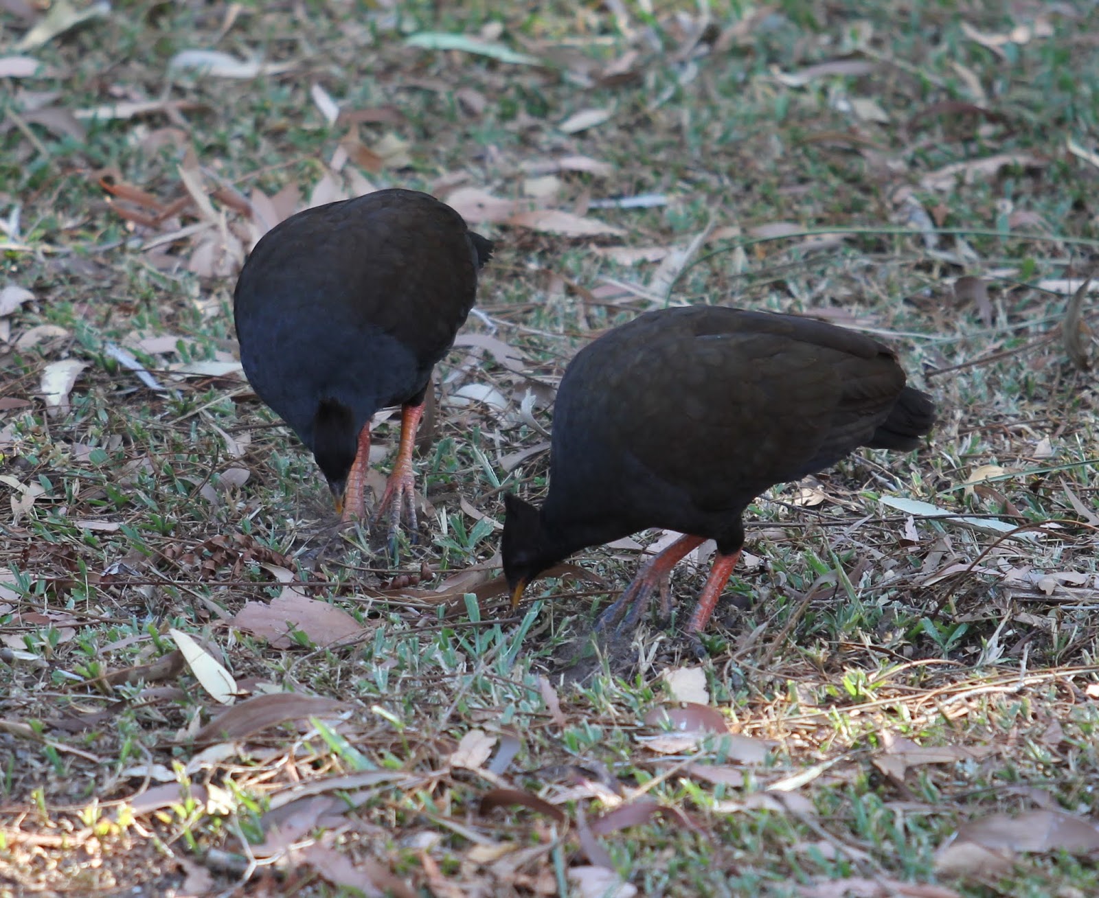 Dressed to Dress Creativity and Fashion of Note Denim Shorts
