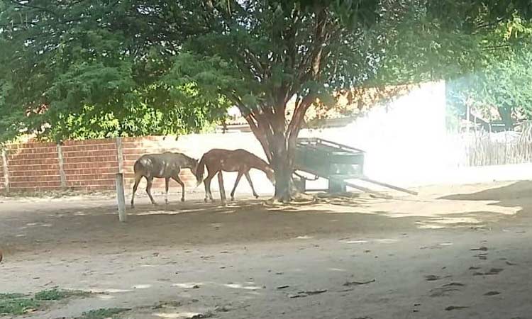 Jacobina: 'Animais soltos no Genipapo geram risco de acidente', conta moradora