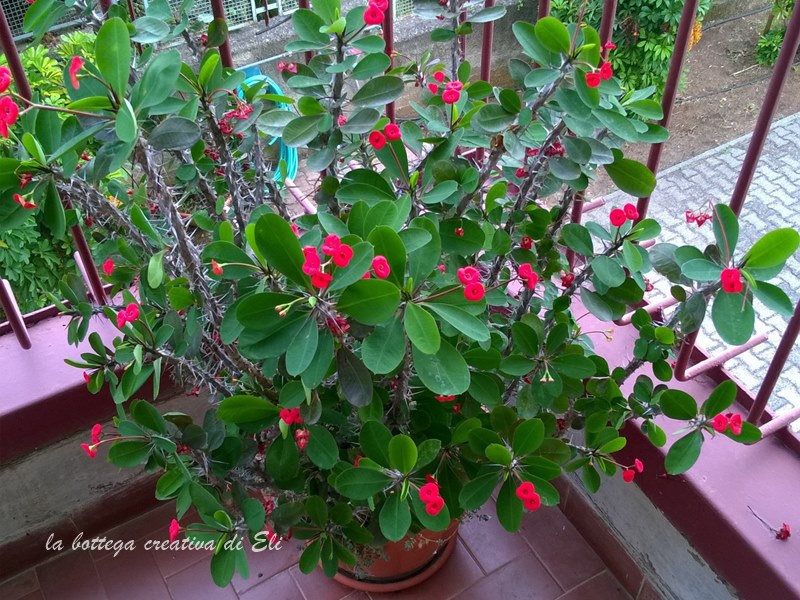 La Bottega Creativa Di Eli Euforbia Milii Ovvero La Primavera E Arrivata