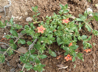 Muraje (Anagallis arvensis)