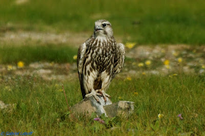 Saker Falcon