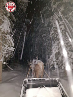 Tour nocturno con renos, Laponia, Finlandia