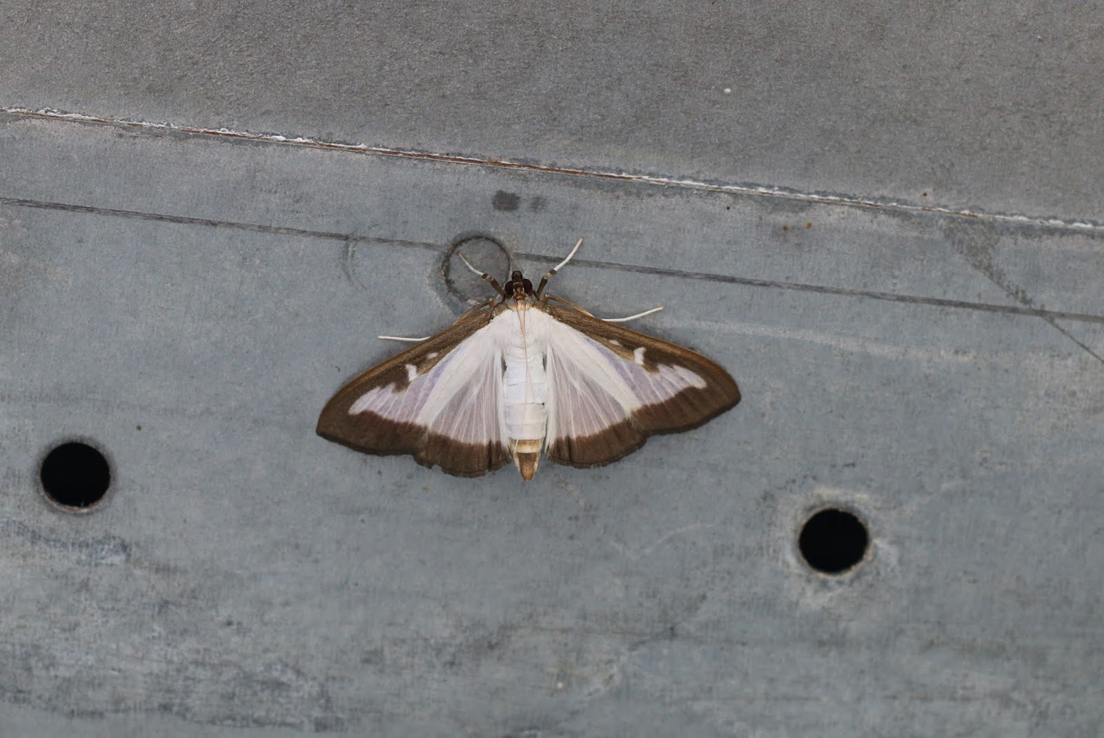 Upper Thames Moths: Clouded Border aberration or something quite different