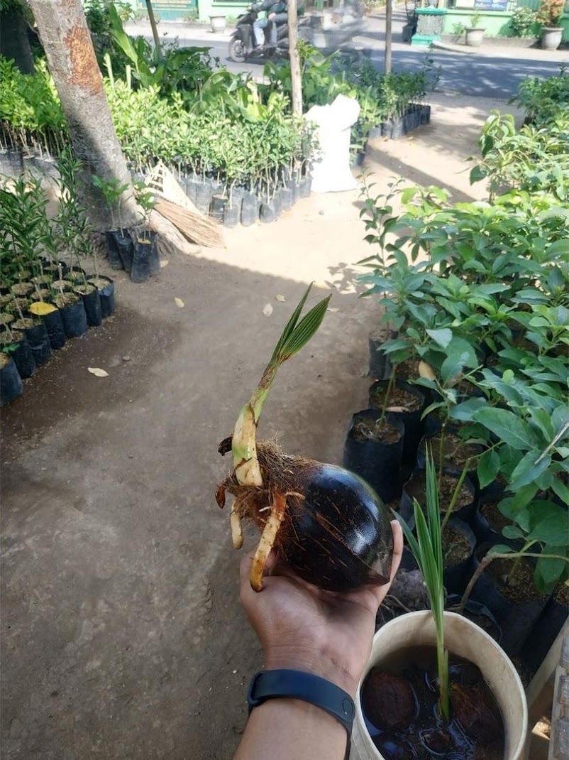 Bahan bonsai kelapa minion tanpa daun tapi sudah berakar Palopo
