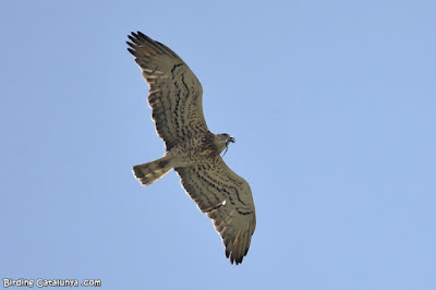 Àguila marcenca (Circaetus gallicus)