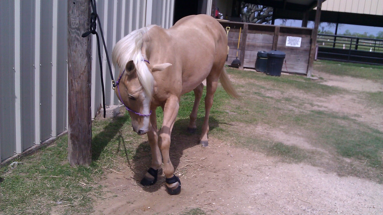 Horse Life and Love More About Horse Signals!