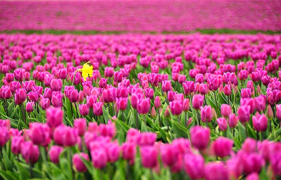 7000 Gambar Bunga  Tulip  Warna  Pink HD Terbaik Infobaru