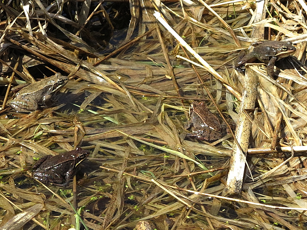 The Joyce Road Neighborhood More Wood Frogs