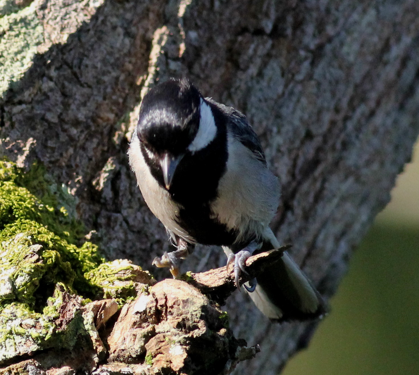 an intercontinental tit