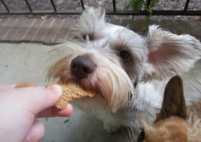 Dottie eating a NutterBite from Paws Barkery