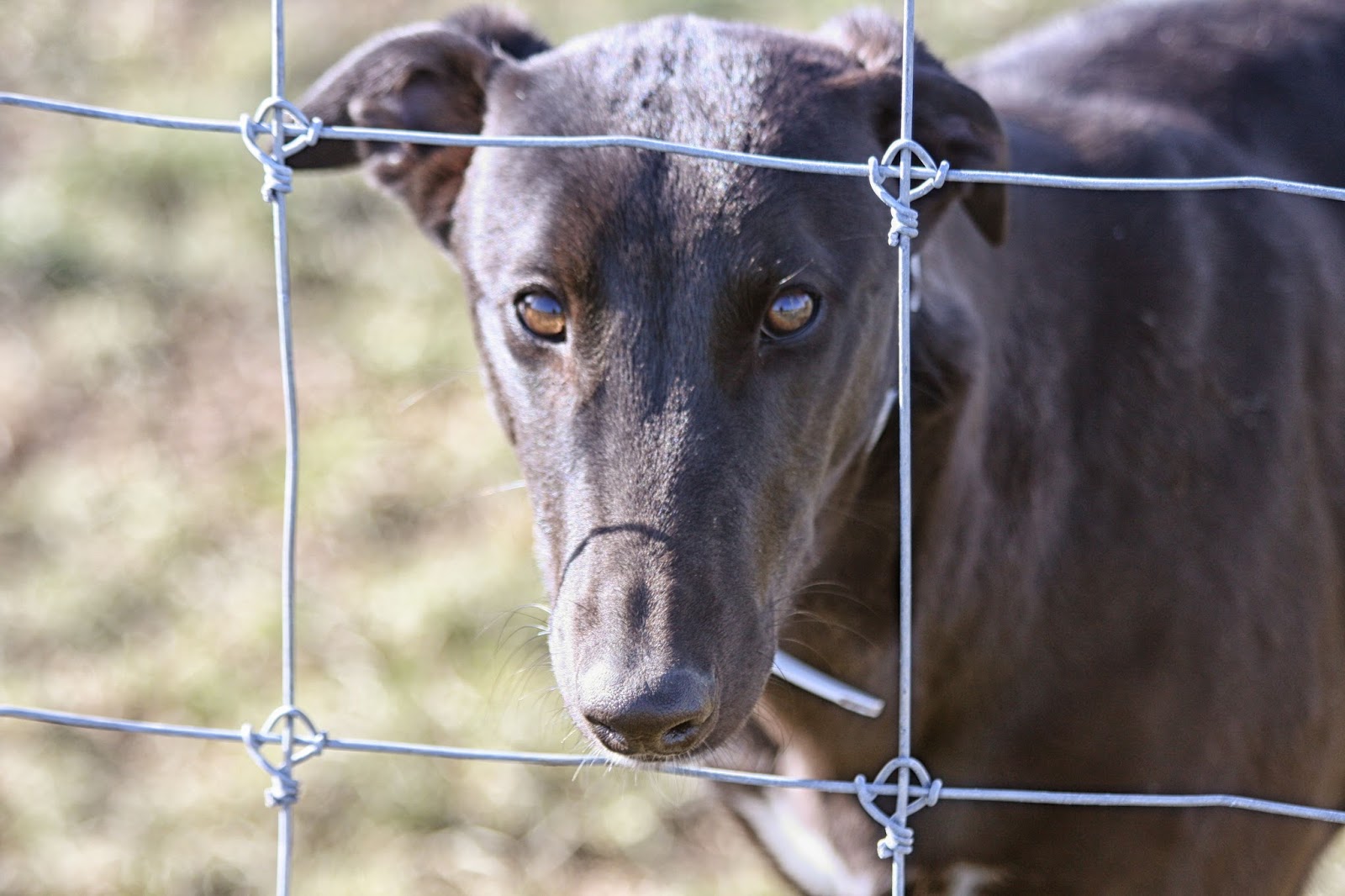 Feral Greyhound Kennels Puppies 6 months old tomorrow