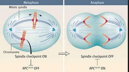 Genetic Engineering Info Biology Diagrams