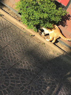 タイ語を学ぼう
