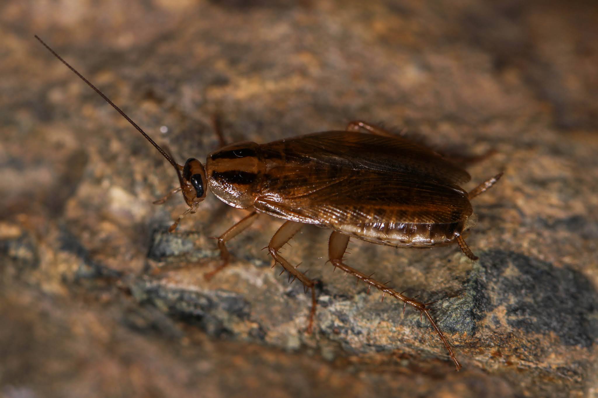 Biodiversity of Cyprus by NGO Protection of the Natural Heritage and ...