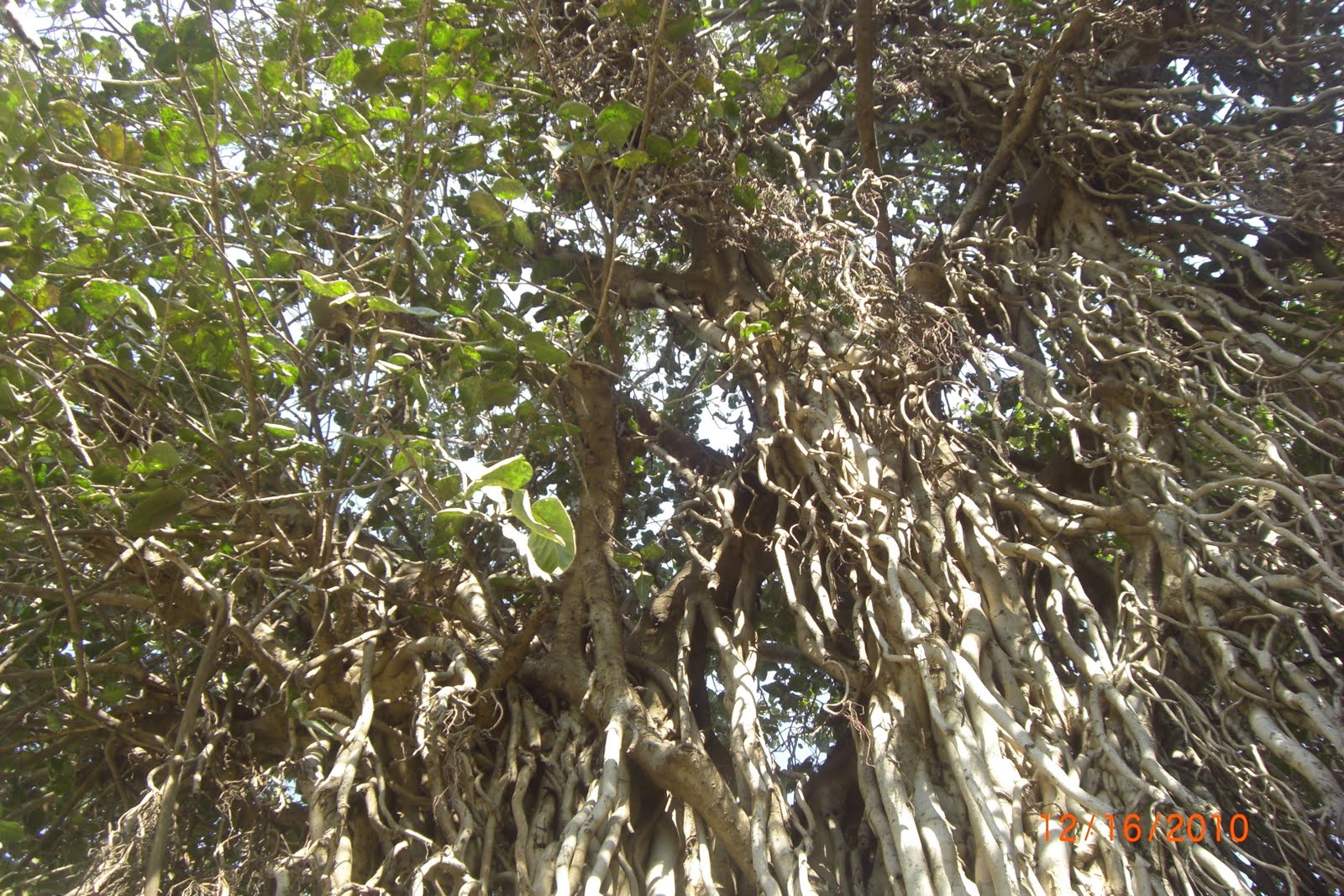 Terje ja Maaris Indias: India puud, kõrred, lilled ja muu- Trees ...