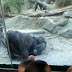 VÍDEO: gorilas fazem sexo oral na frente do público em zoológico dos EUA