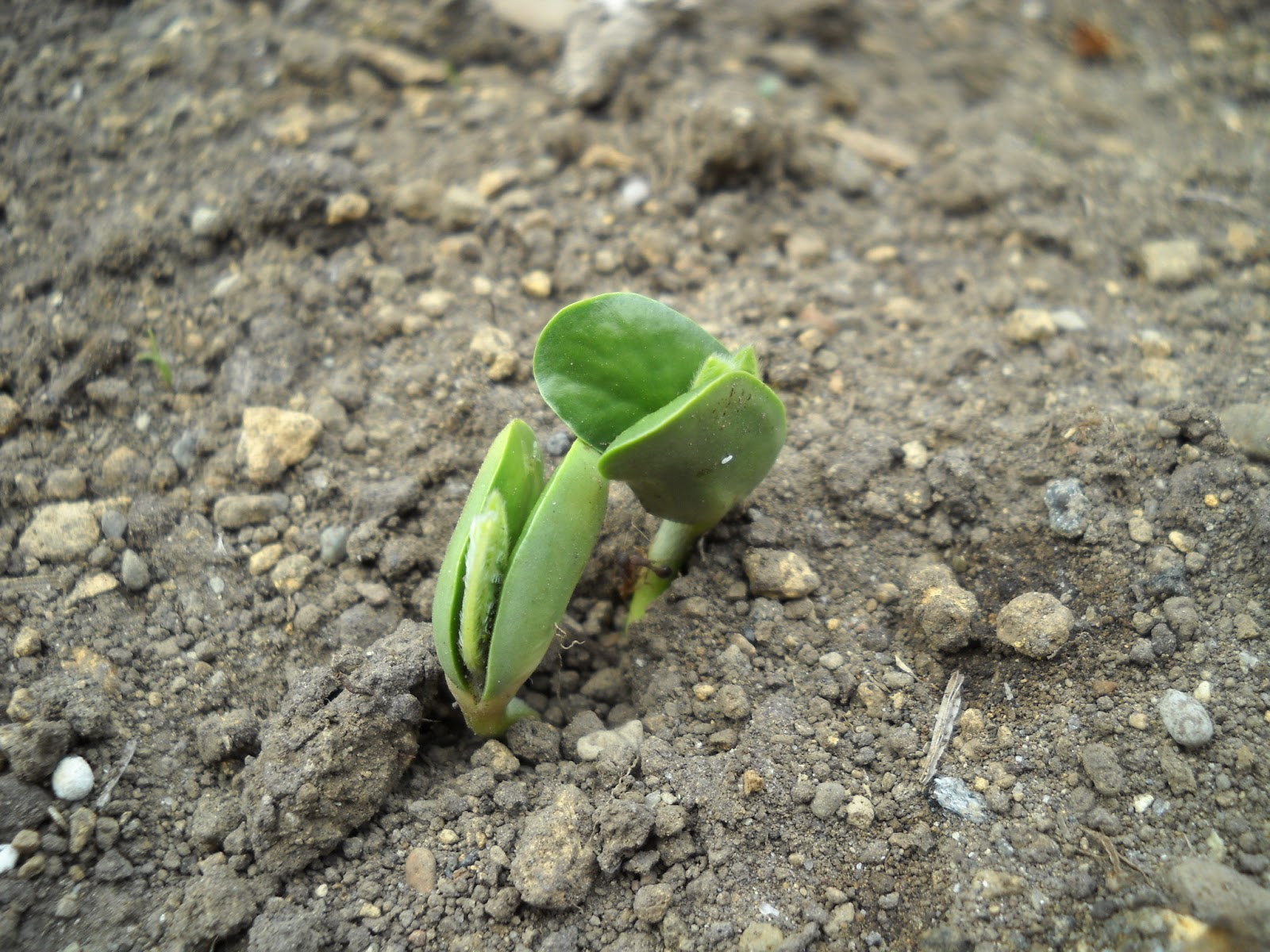 ローズマリーが血圧を上昇させるというのは本当ですか？