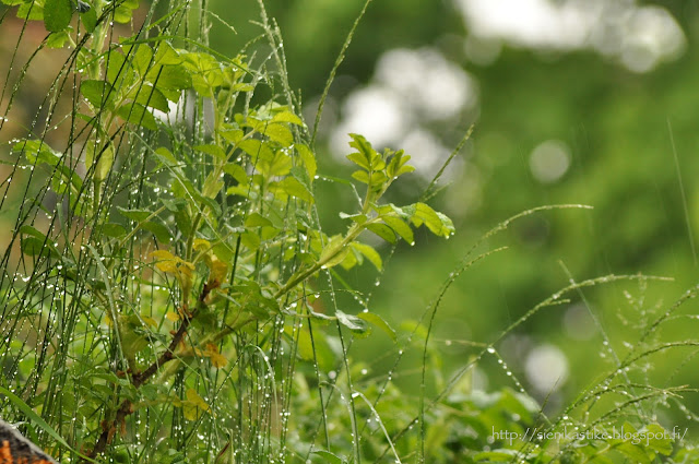 шиповник и трава во время дождя