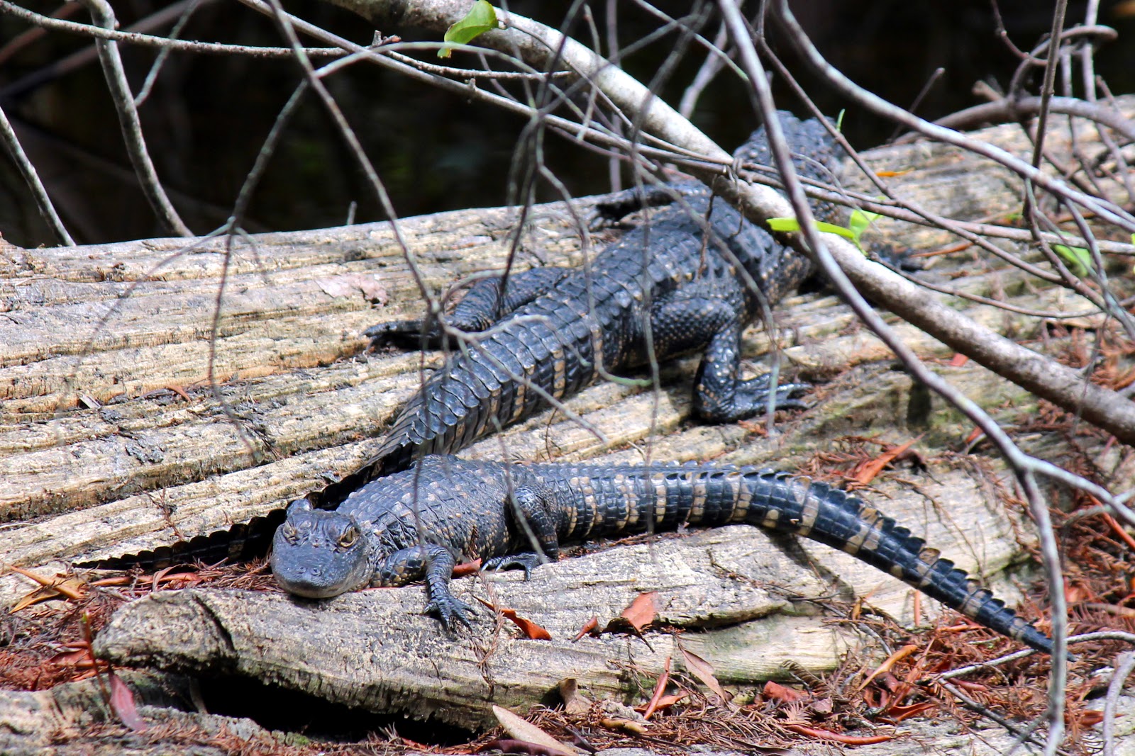 mitcheci photos Florida Baby Gator