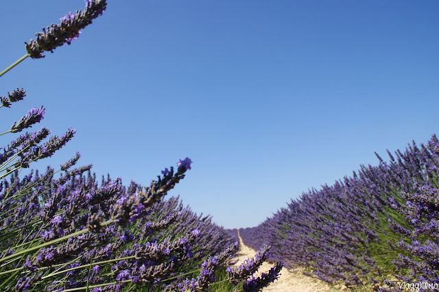 All'interno di uno dei campi fioriti di Valensole