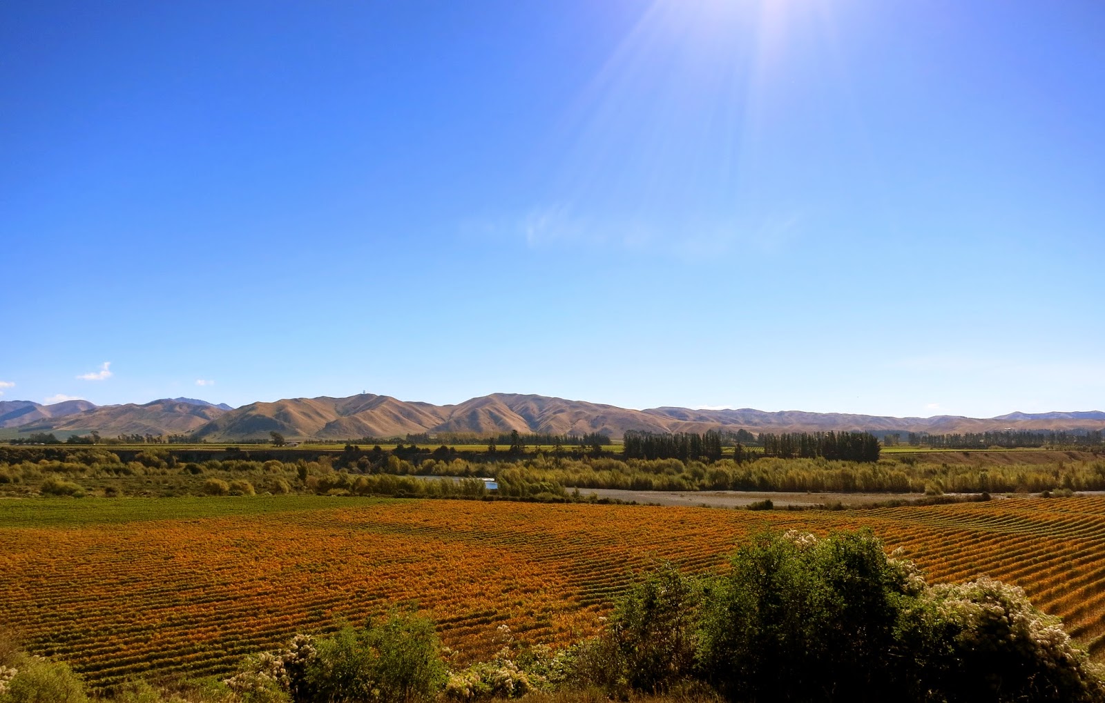 Wayfarer Seddon, New Zealand