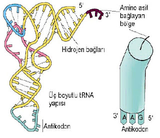 tRNA yapısı