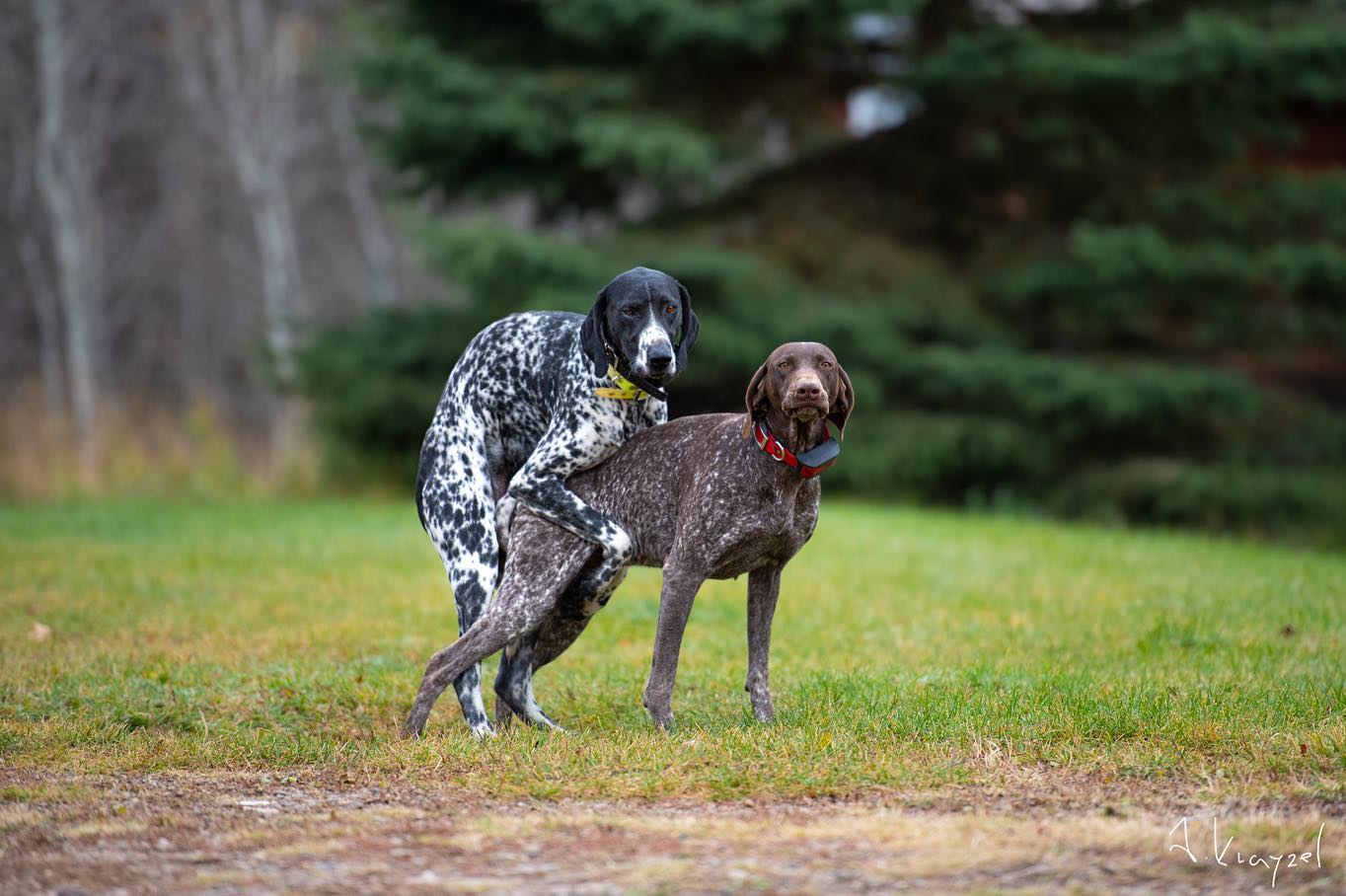 CzechMate Kennels How Dogs Make Puppies