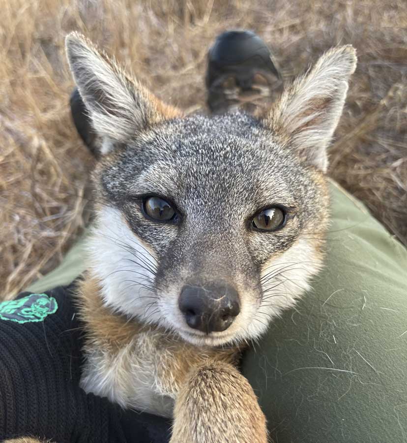 Friends of the Island Fox Fox Foto Friday Radio Collars For National