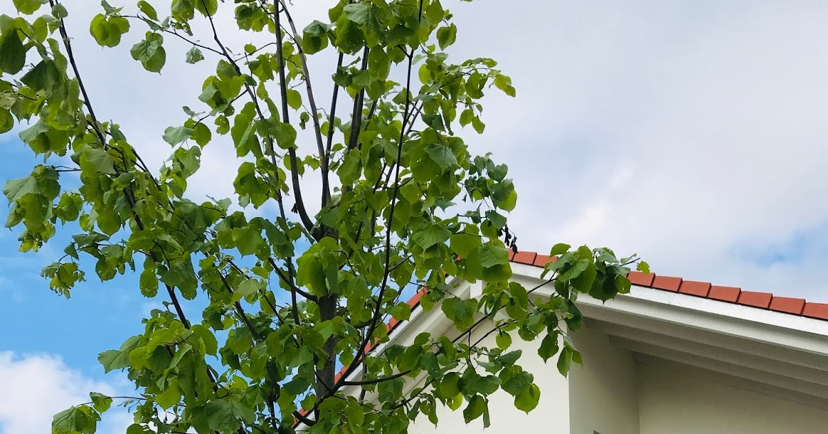 Der Garten und unsere neuer Baum LilalouHaus