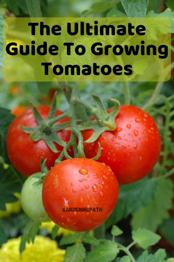 How to grow tomatoes The Ultimate Guide To Growing Tomatoes