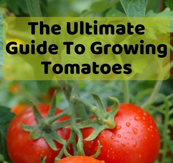 How to grow tomatoes The Ultimate Guide To Growing Tomatoes