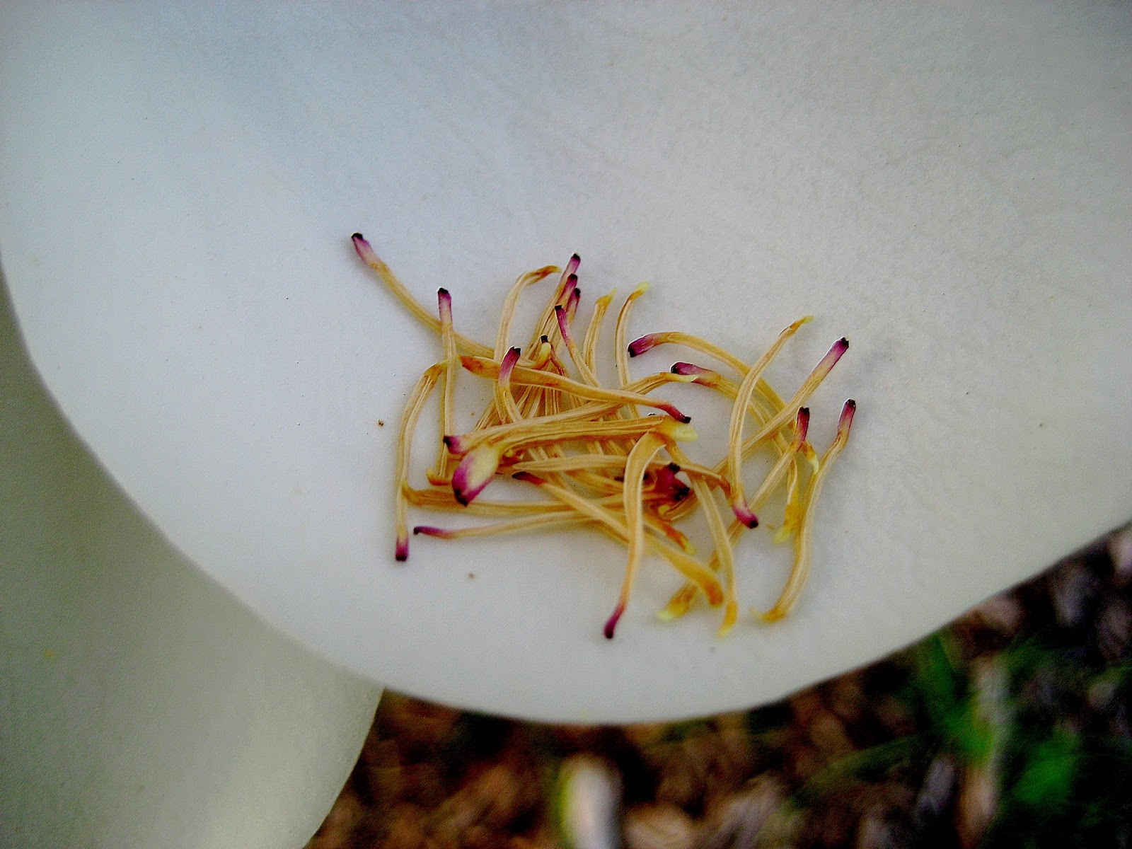 Living Rootless Opelousas May flowers in Vieux Village
