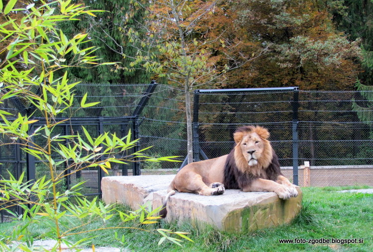 Ljubljana, Živalski vrt, ZOO, lev, narava Slovenija