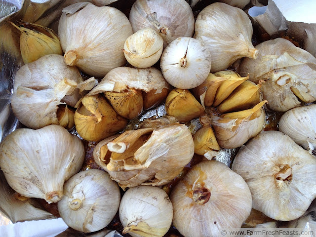 Farm Fresh Feasts: All About Garlic