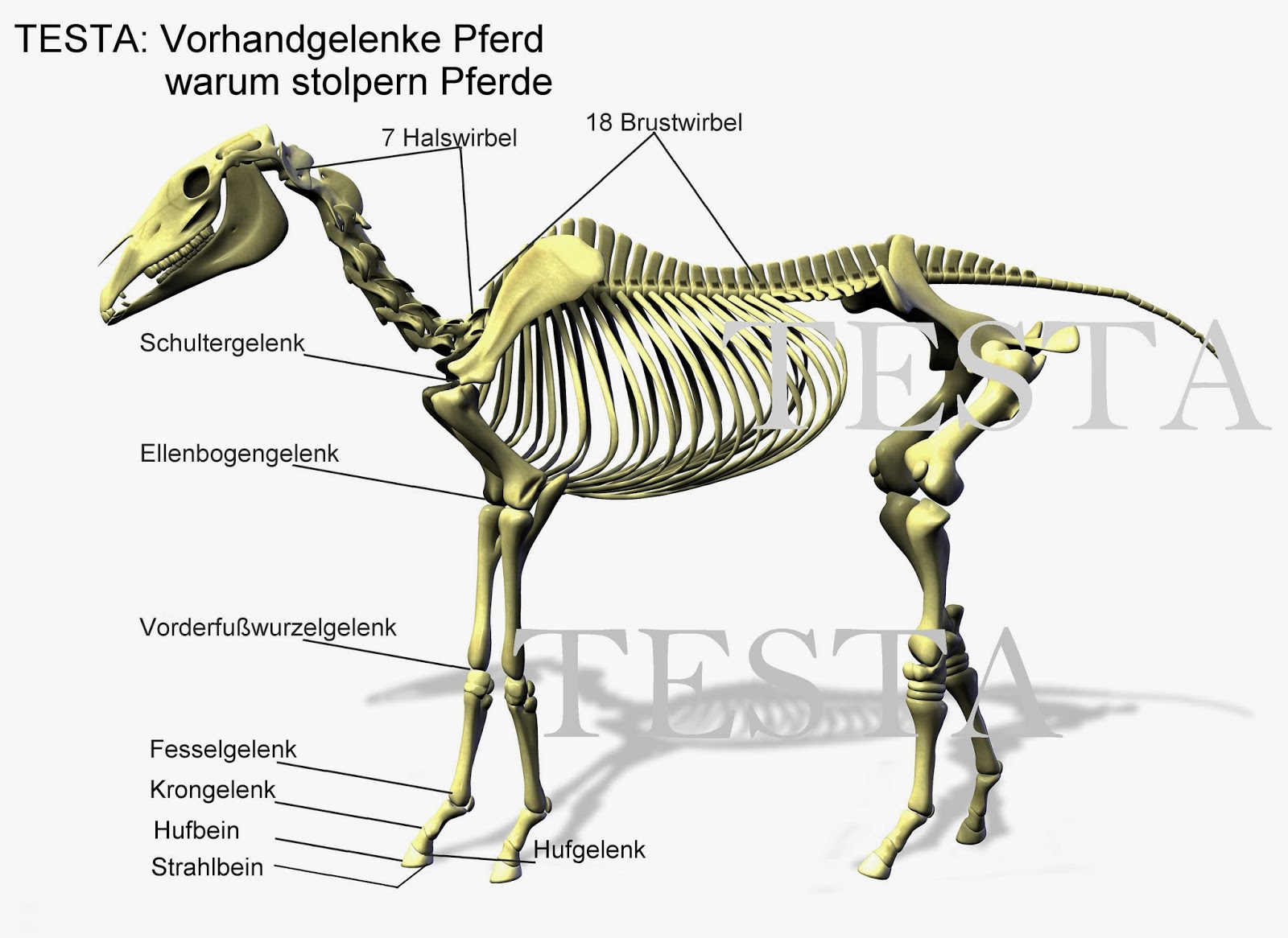 Mein Pferd stolpert Gründe für das Stolpern und dessen ProblemLösung. Mein Pferd stolpert