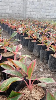Sedia tanaman aglonema lispstik murah