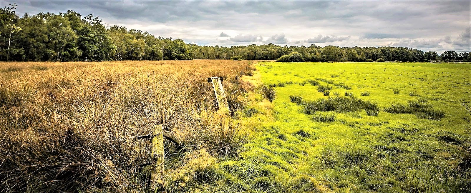 Fieggentrio Het gras aan de overkant is altijd groener