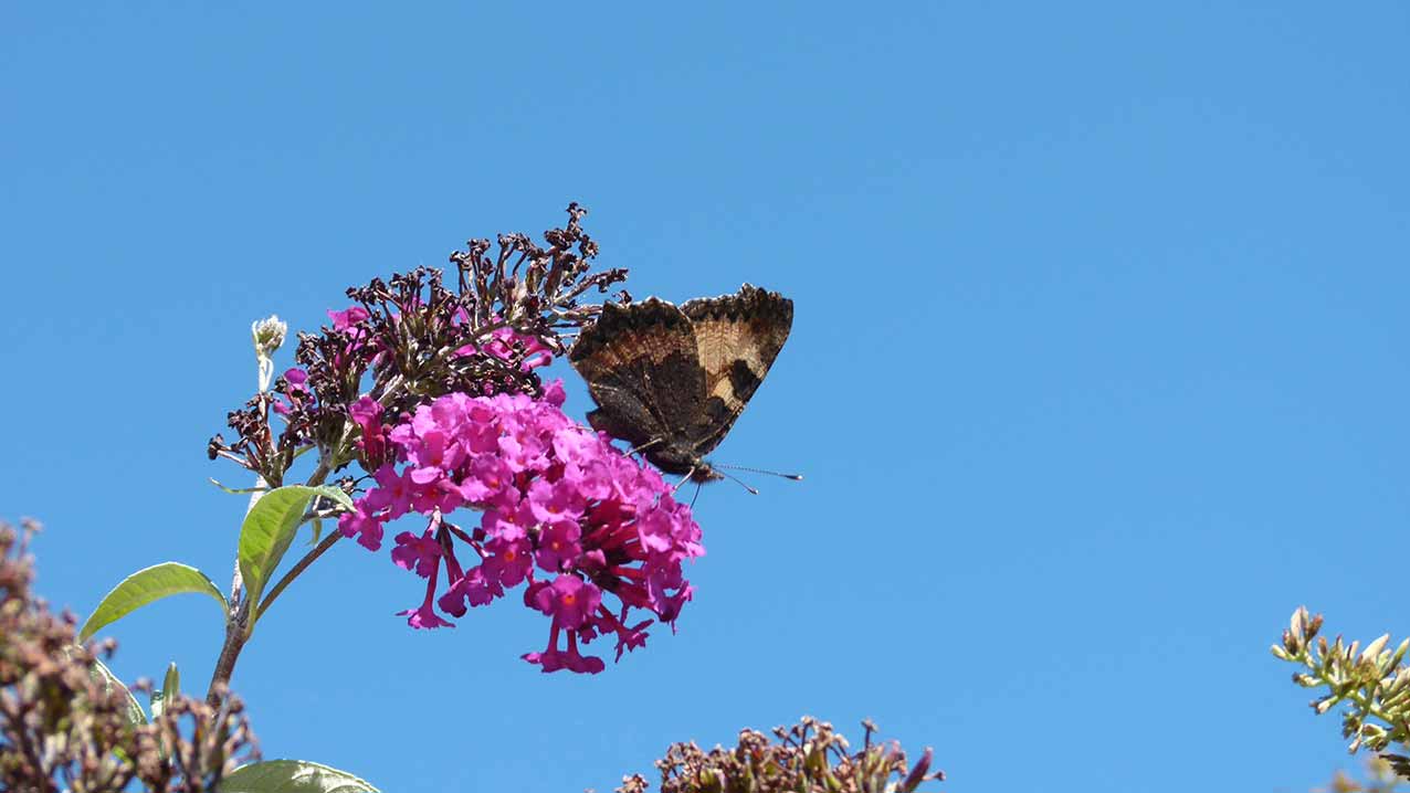 comment s'occuper d'une petite tortue d'eau