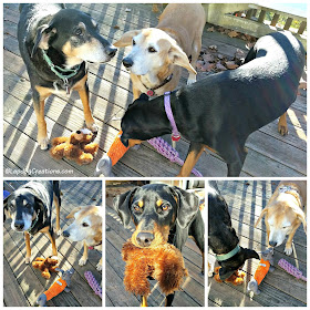 3 rescue mixed breed dogs playing with toys