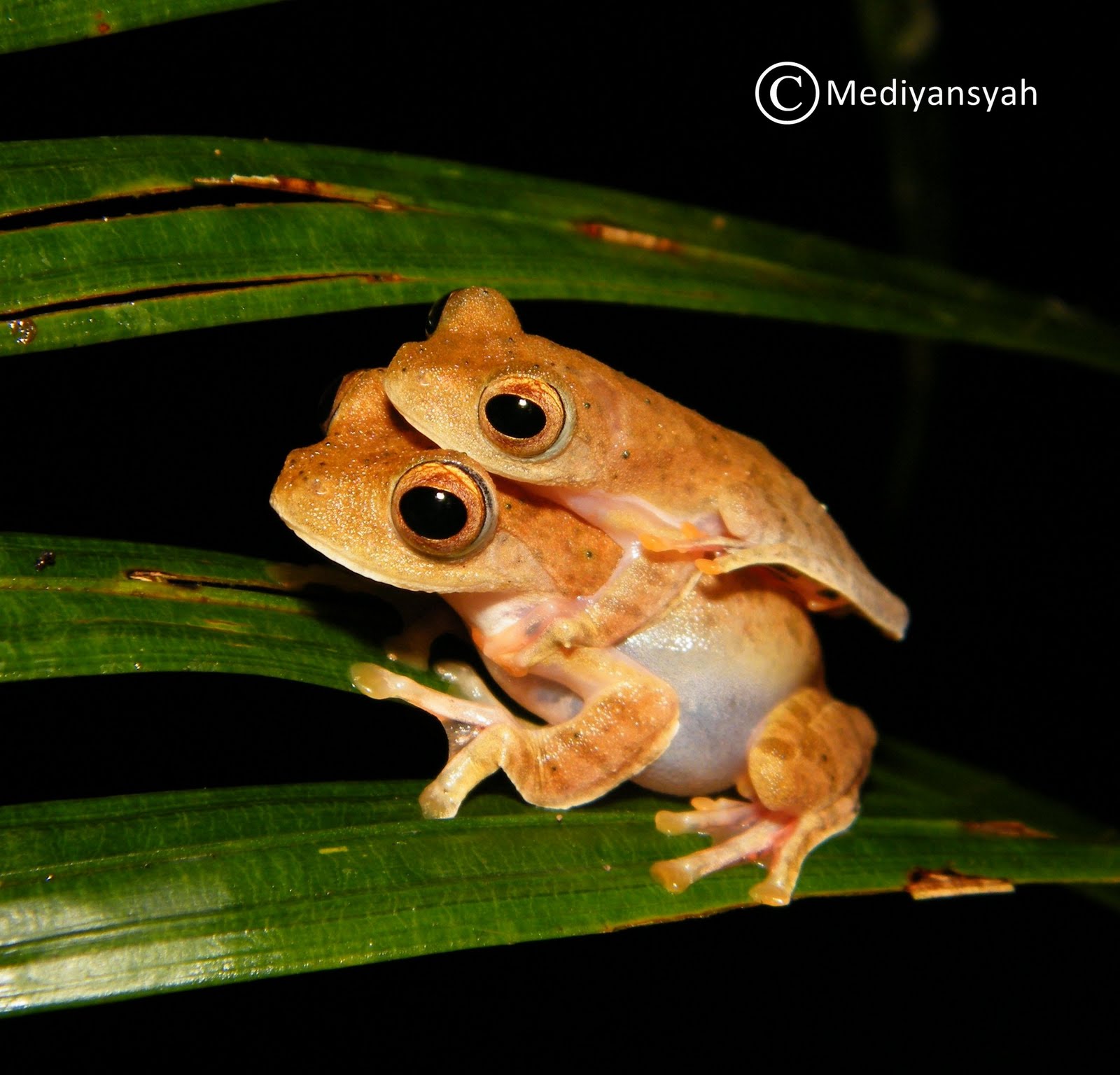 Species New to Science [Herpetology • 2015] Rhacophorus indonesiensis