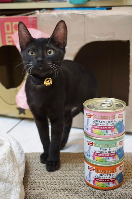 PURRFACT 波菲特貓用主食罐推薦 試用