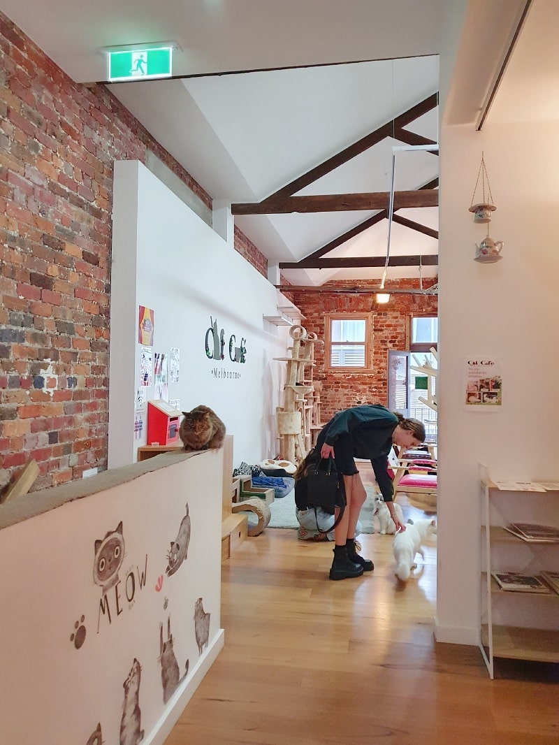 Cat Café Melbourne For Urban Women Awarded Top 100 Urban Blog